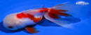 4.75" ORANDA GOLDFISH