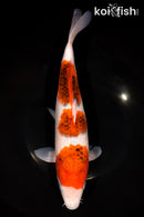 12.75" GOROMO