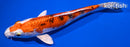 7.5" YAMATO NISHIKI