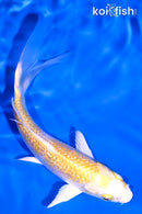 4.75" GINRIN LEMON HARIWAKE BUTTERFLY