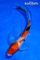 5.5" SANKE BUTTERFLY