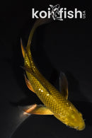 6" GINRIN CHAGOI BUTTERFLY