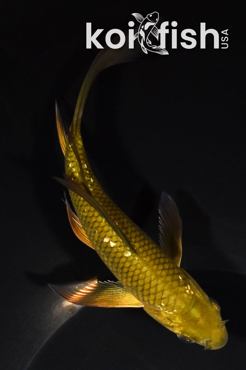 6" GINRIN CHAGOI BUTTERFLY