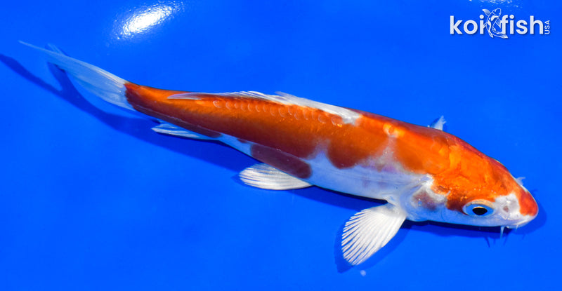 5.5" KIKUSUI