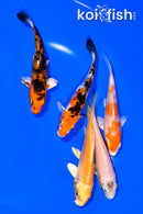 PACK OF (5) 4-4.25" STANDARD KOI