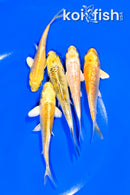 PACK OF (5) 4-5" STANDARD KOI