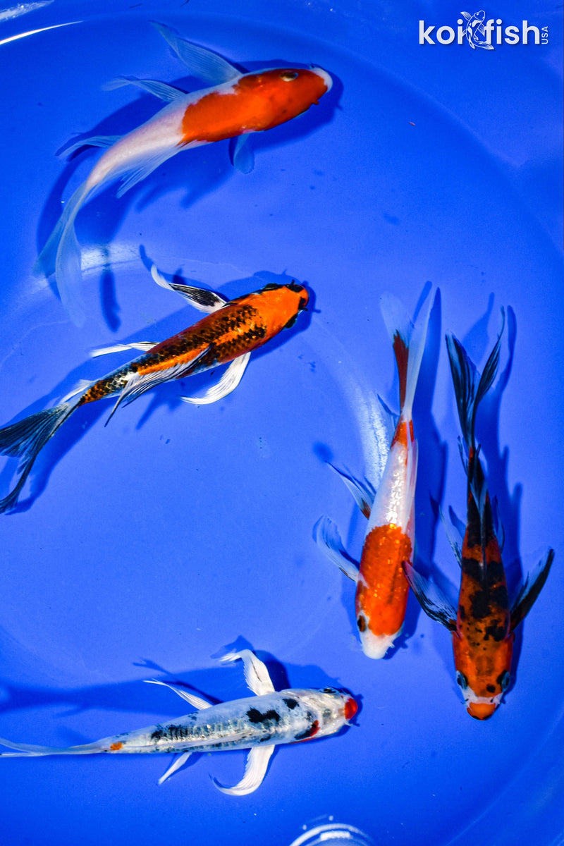 PACK OF (5) 5-6" BUTTERFLY KOI