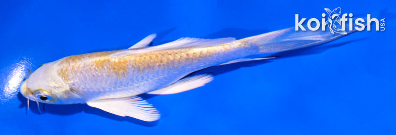 5' LEMON HARIWAKE BUTTERFLY