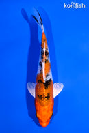 5.25" YAMATO NISHIKI