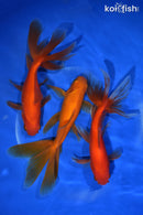 PACK OF (3) 5.5-6" WATONAI GOLDFISH