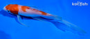 5.5" KOHAKU BUTTERFLY