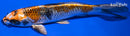 7.25" BENI GINGA