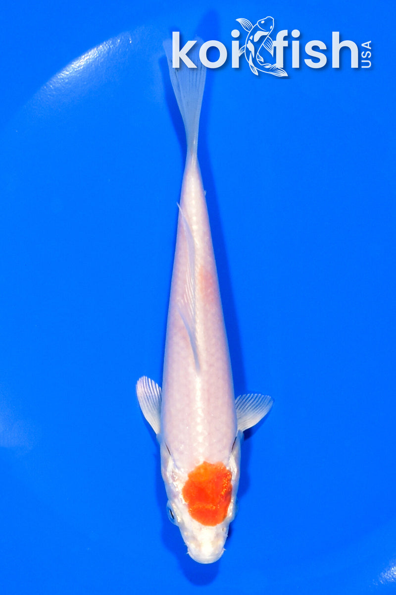 5.25" TANCHO HARIWAKE