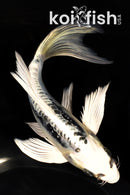 6.75" KIKOKURYU BUTTERFLY