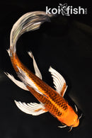 9.75" KUJAKU BUTTERFLY