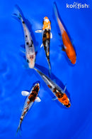PACK OF (5) 4-4.5" STANDARD KOI