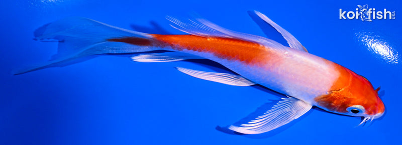 5.5" HARIWAKE BUTTERFLY