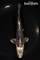 6.5" GINRIN GINGA