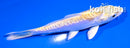 4.5" DOITSU HARIWAKE
