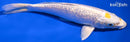 7.25" GINRIN TANCHO LEMON HARIWAKE