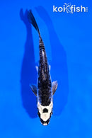 4.5" ARAGOKE KIKOKURYU