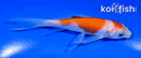 4" MARUTEN KOHAKU BUTTERFLY