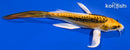 6.25" KIN KIKOKURYU BUTTERFLY