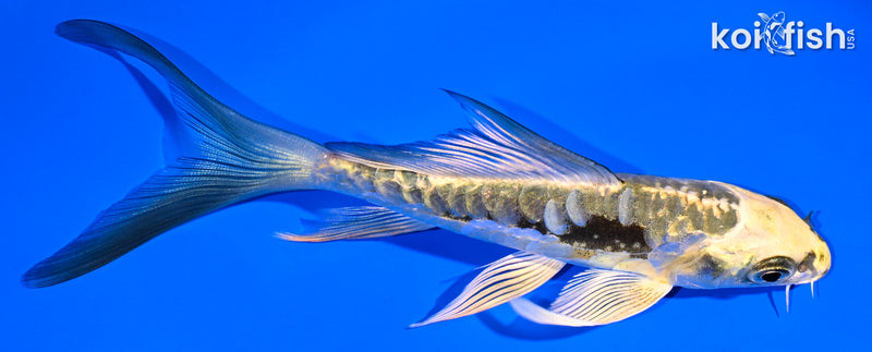 5.25" ARAGOKE KIN KIKOKURYU BUTTERFLY