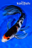 9.5" SANKE BUTTERFLY