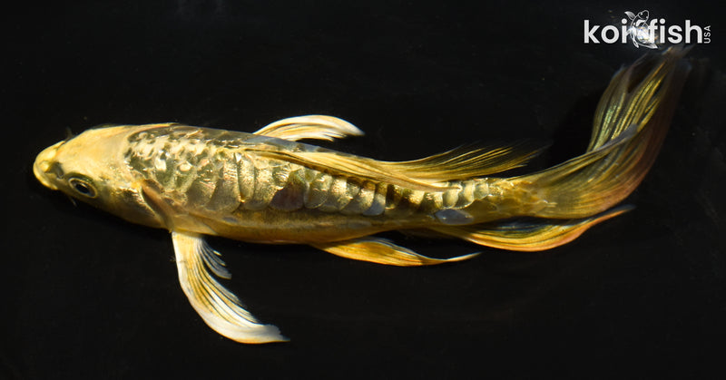 7" GINRIN ARAGOKE KIN KIKOKURYU BUTTERFLY