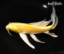 8" YAMABUKI OGON BUTTERFLY