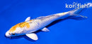 5.5" KUJAKU