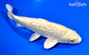 9.25" GINRIN YAMABUKI OGON