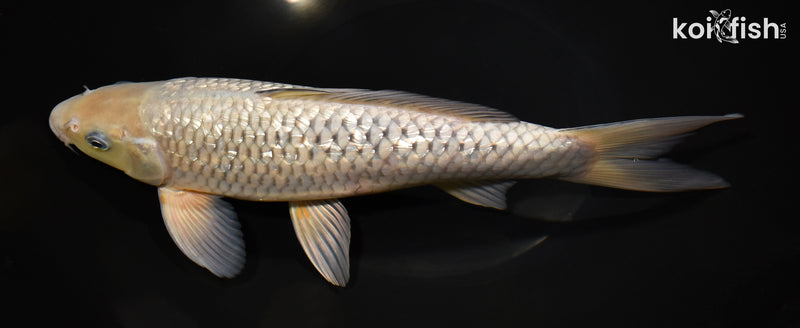 11.5" GINRIN SORAGOI