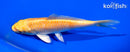 6" YAMABUKI OGON