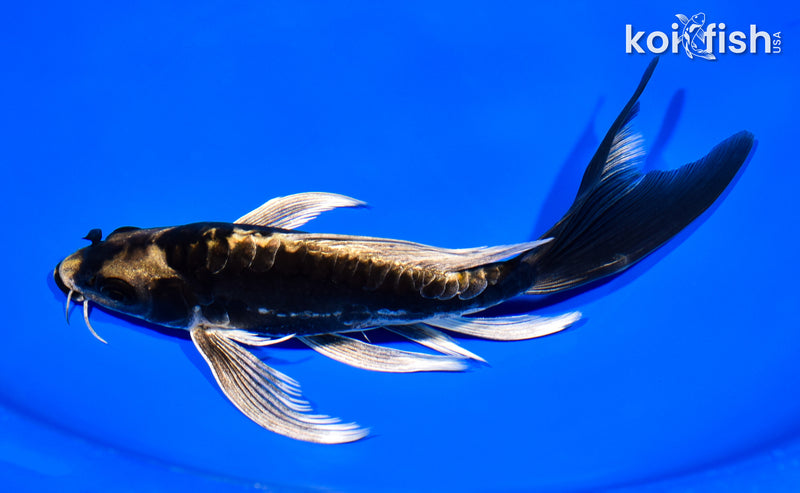 8" KABUTO BUTTERFLY