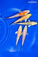 PACK OF (5) 4-4.5" STANDARD KOI
