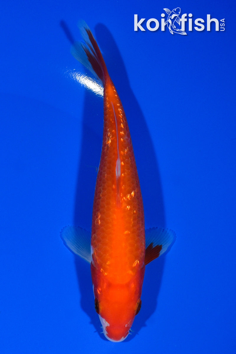 6" GINRIN KOHAKU
