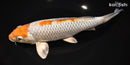 9.5" METALLIC OCHIBA SHIGURE