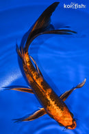 9.5" KIN HI UTSURI BUTTERFLY