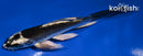 5.5" KABUTO BUTTERFLY