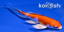 4.75" HARIWAKE BUTTERFLY