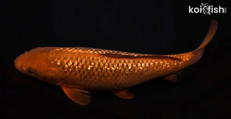 10.75" GINRIN CHAGOI