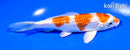 5.5" GINRIN HARIWAKE