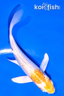 5" GINRIN LEMON HARIWAKE BUTTERFLY