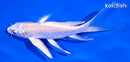 5.5" PLATINUM OGON BUTTERFLY