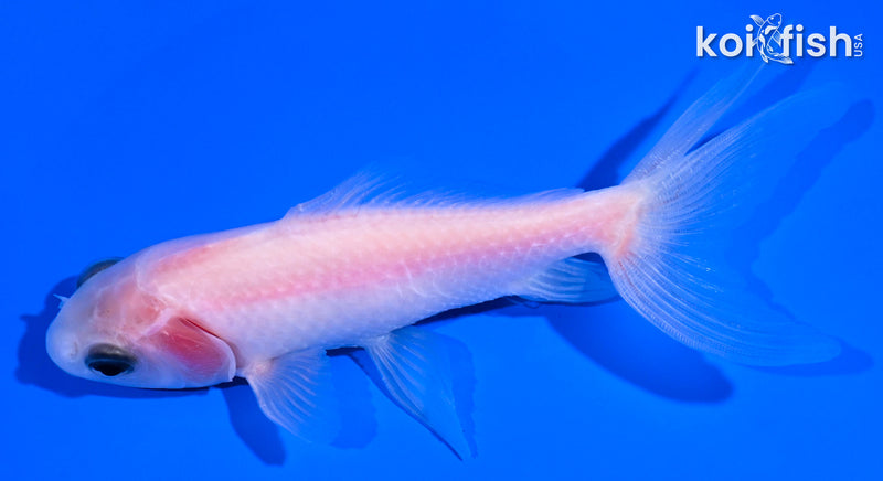 4.5" WATONAI GOLDFISH