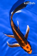 7.5" KIN ORENJI MATSUBA BUTTERFLY