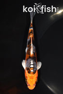 5.25" BENI KIKOKURYU