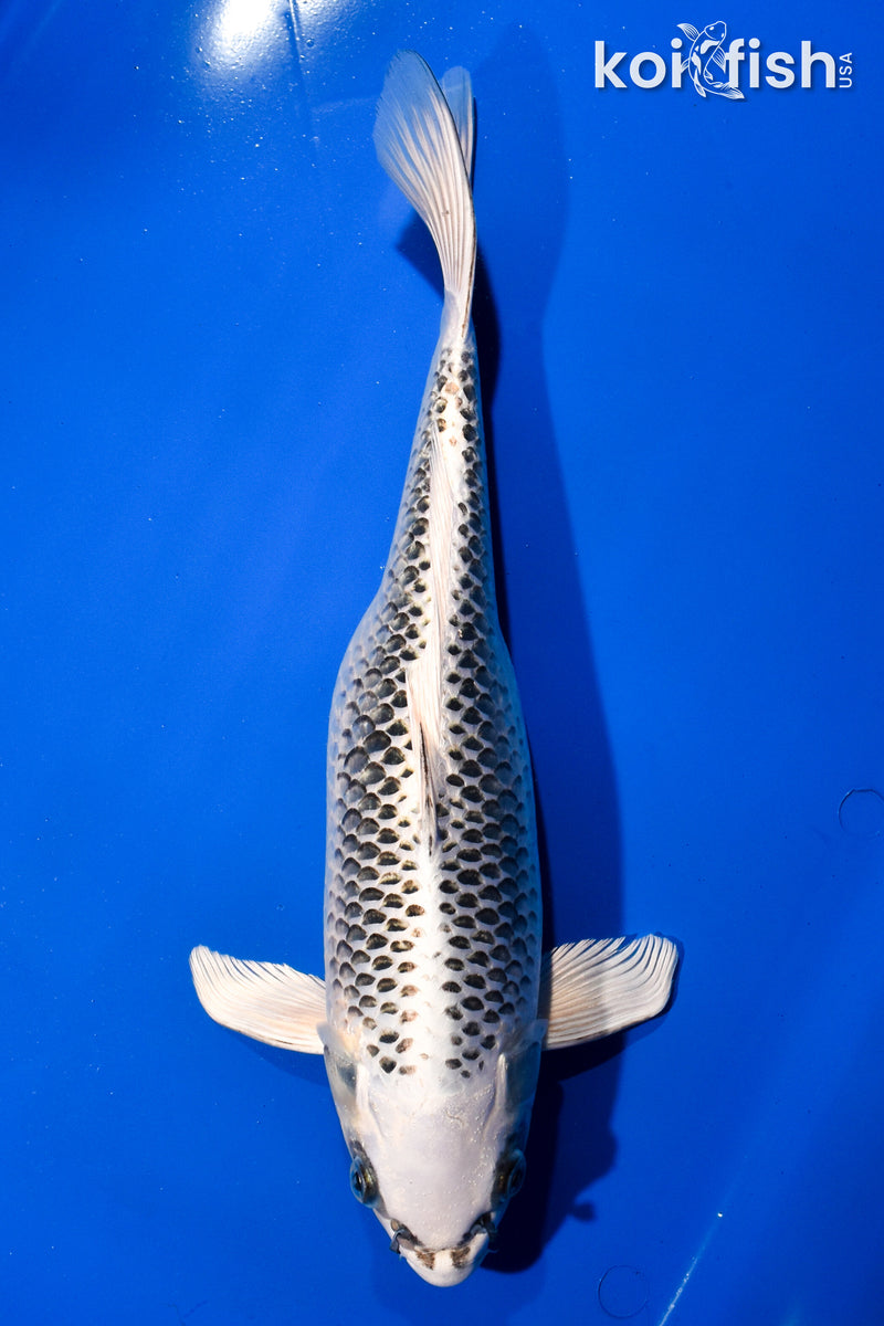 14.5" GIN MATSUBA